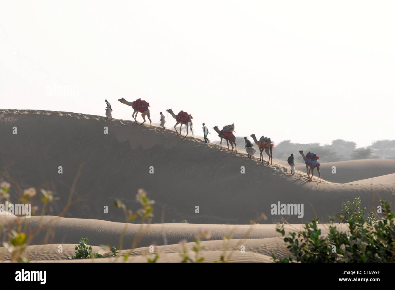 Caravan of camels, sand dunes at Sam, Thar Desert, Rajasthan, North India, Asia Stock Photo