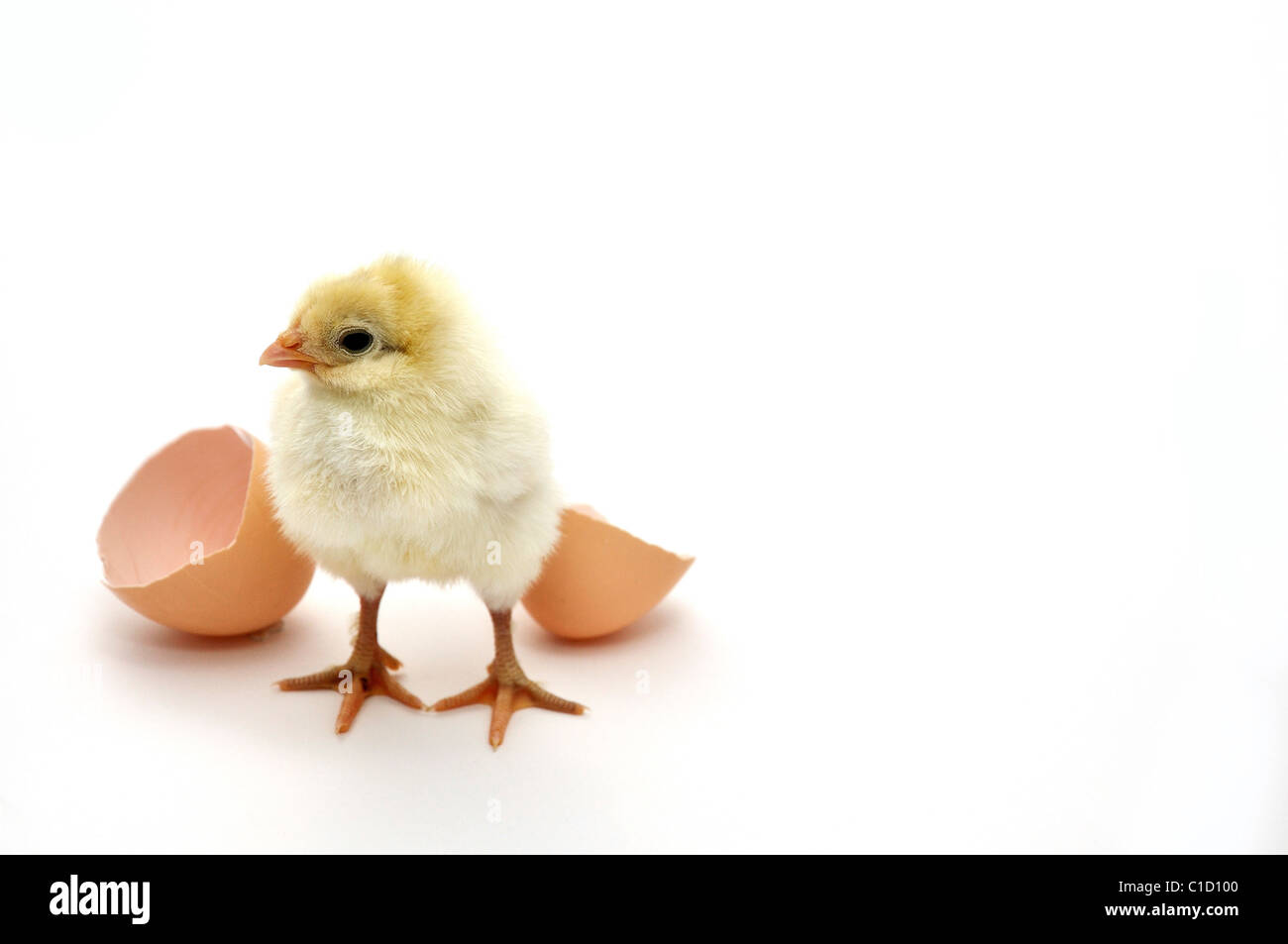 chick and egg shell Stock Photo