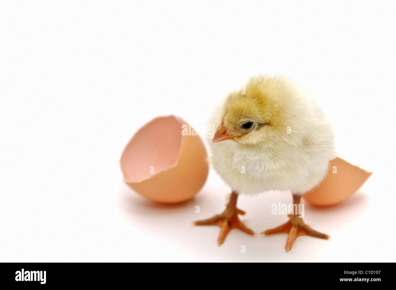 chick and egg shell Stock Photo