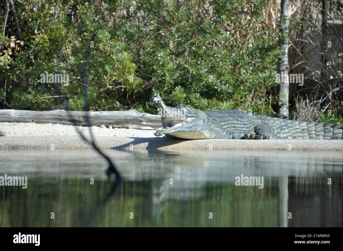 Gharial - Indian crocodile - Gavialis gangeticus - aka Gavial Stock Photo