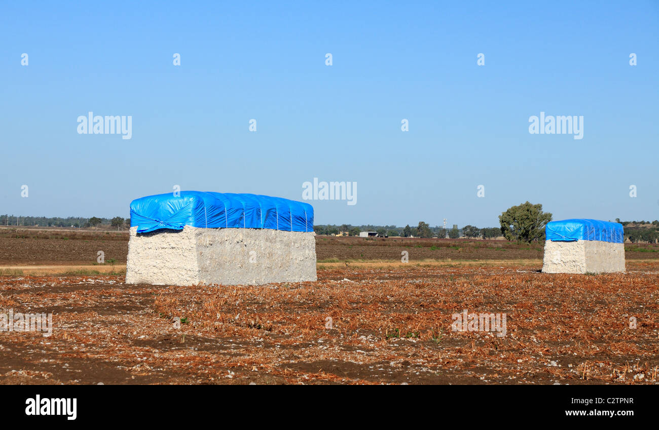 Cotton Modules in a field following harvesting. Stock Photo