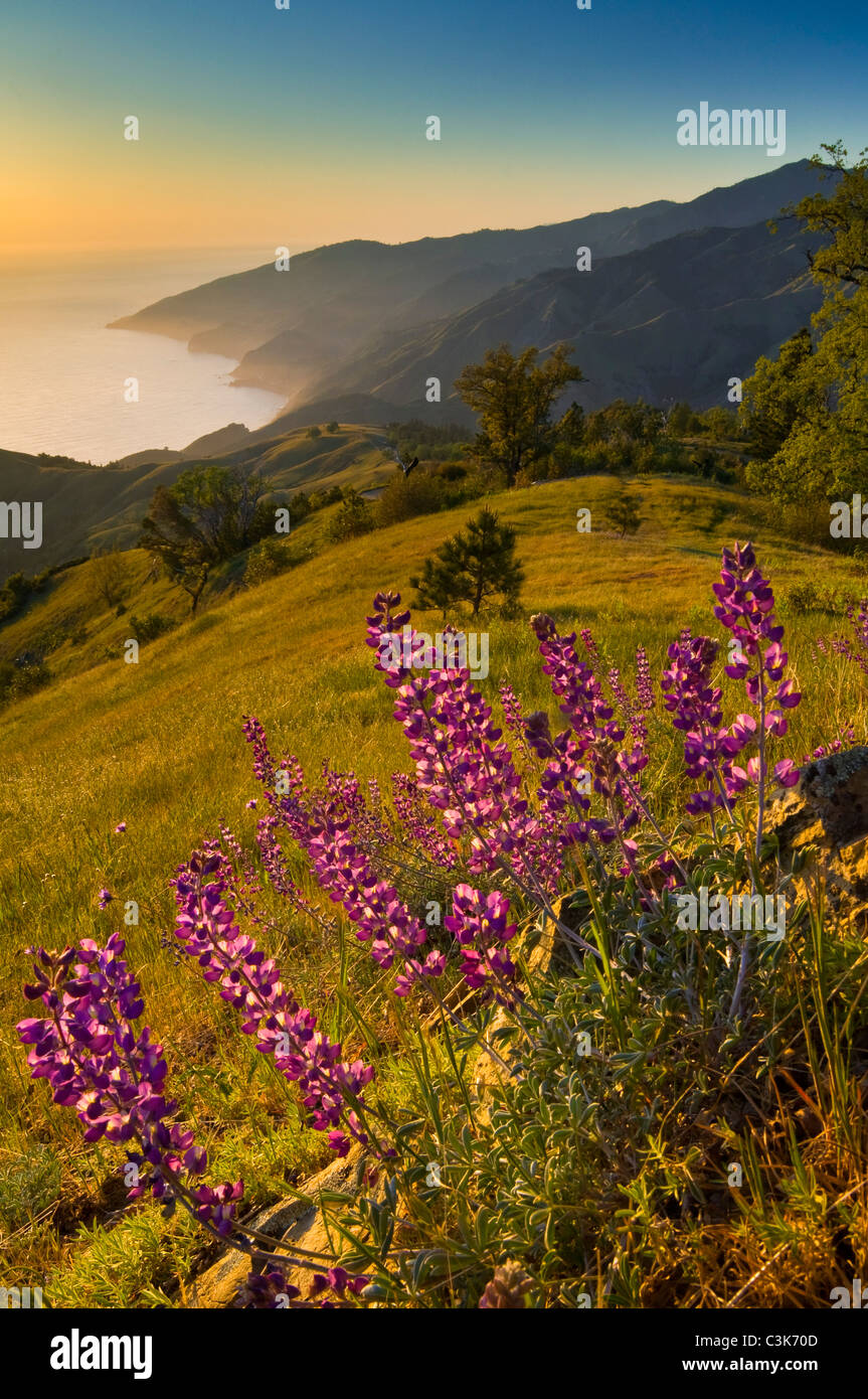 Spring Lupine wildflowers and green hills at sunset, Ventana Wilderness ...