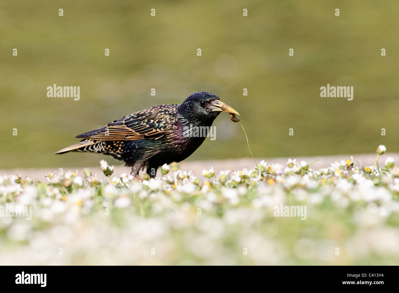 Starling, Sturnus vulgaris, single bird on daisies with grub, Midlands, April 2011 Stock Photo