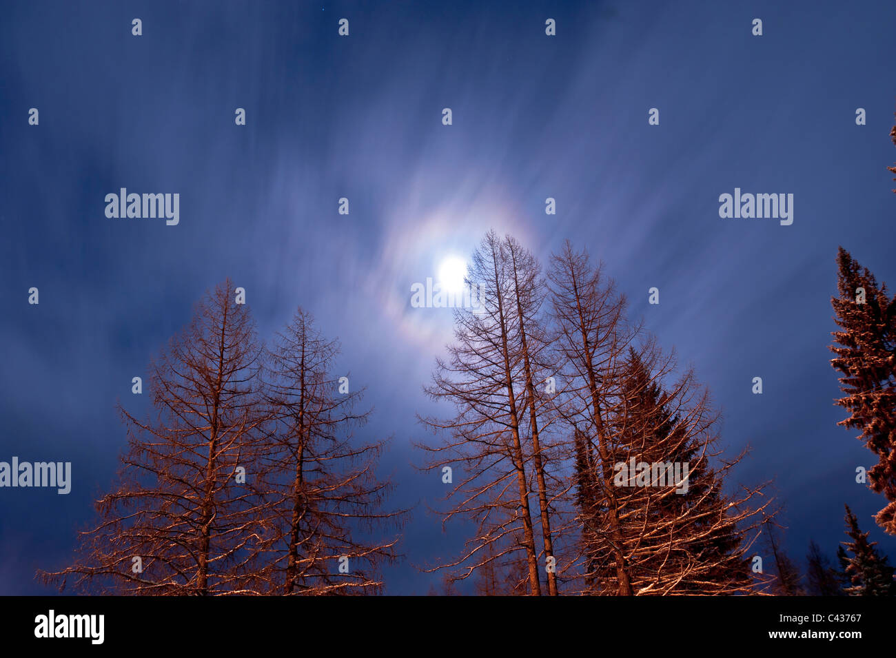 The moon lights up the western larch trees on a winter night near Essex, Montana at the southern end of Glacier National Park. Stock Photo