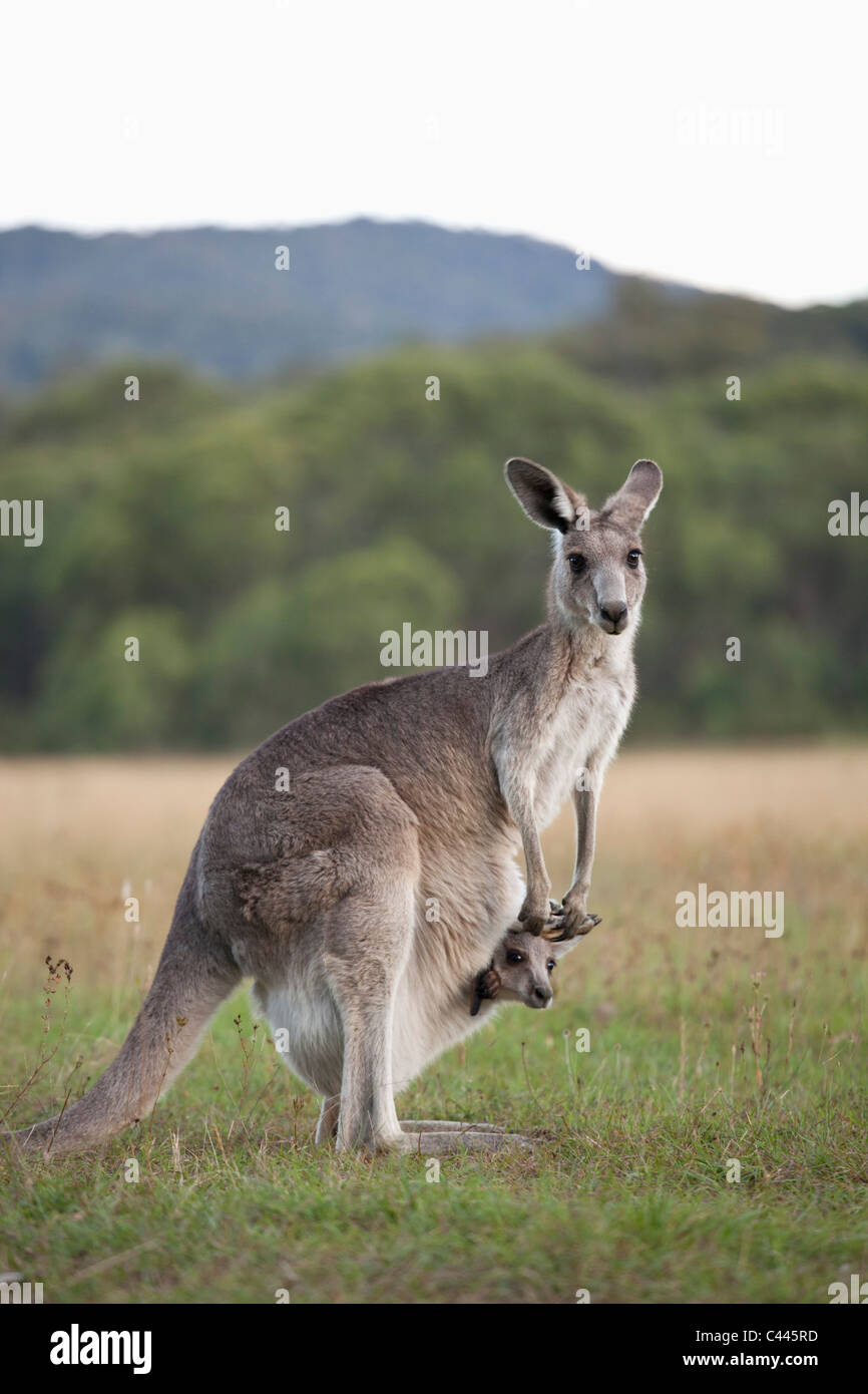 A kangaroo with a baby in her pouch Stock Photo