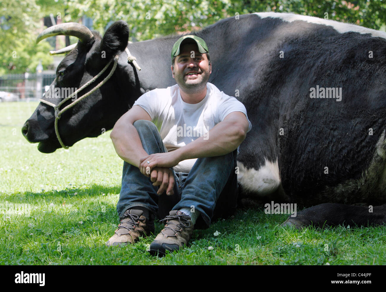 Farmer with a large ox for history day event on Boston Common Stock Photo