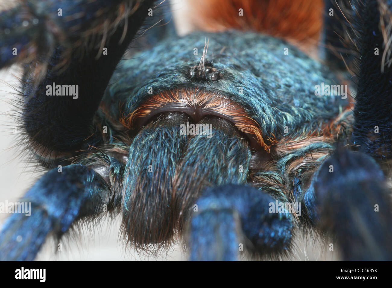 Greenbottle blue Tarantula (Chromatopelma cyaneopubescens) from ranforest in Venezuela. Stock Photo