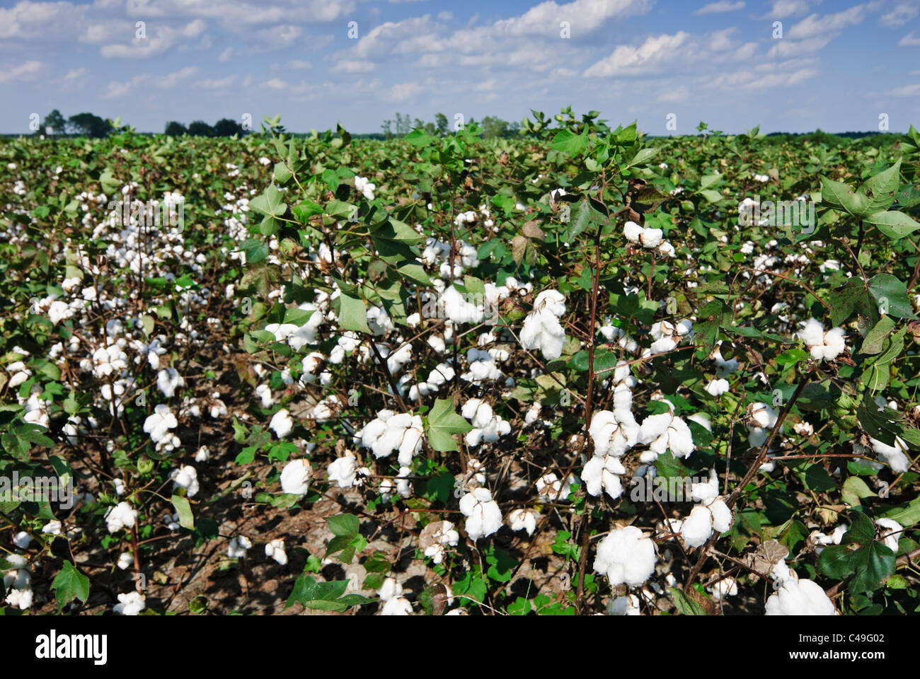 Cotton fields near Moultrie, Georgia, USA Stock Photo