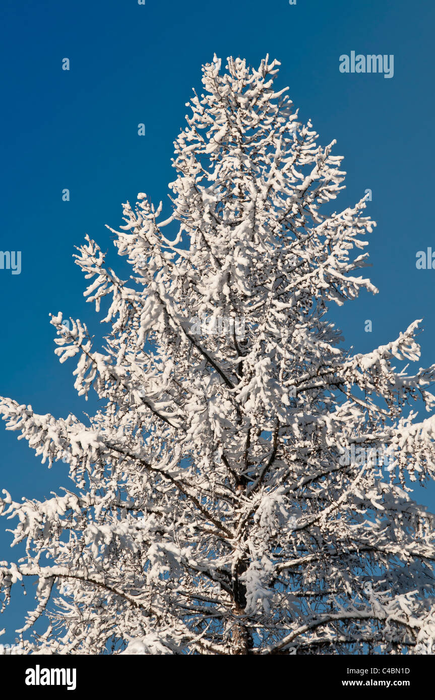 An autumn snow covers a western larch, Tamarack, tree in Seeley Lake, Montana. Stock Photo