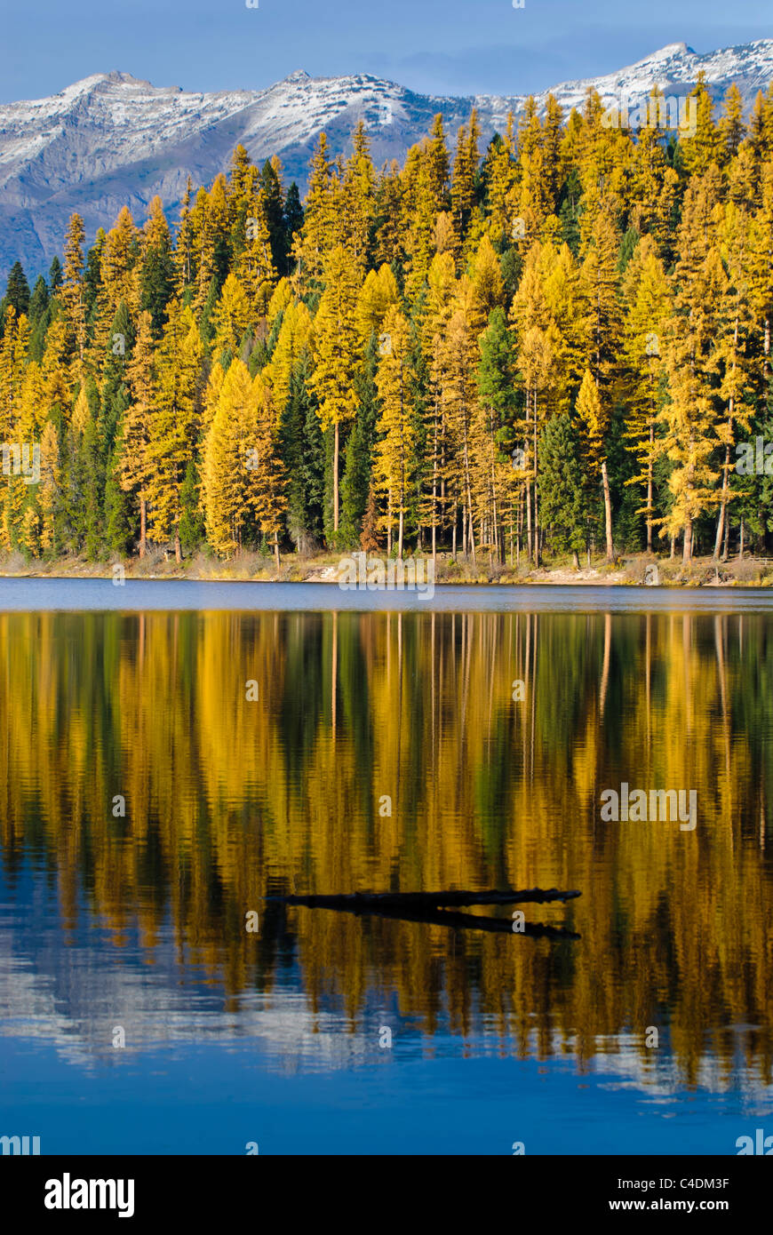 Fall color in the Western larch along the shoreline of Lake Alva in the Seeley Swan valley of western Montana. Stock Photo