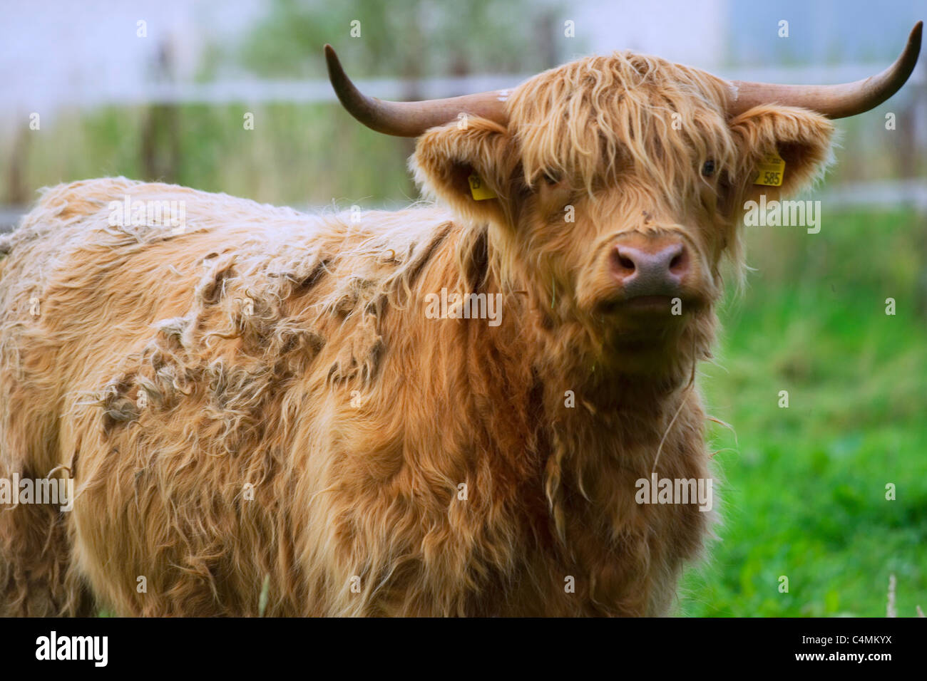 ox Stock Photo