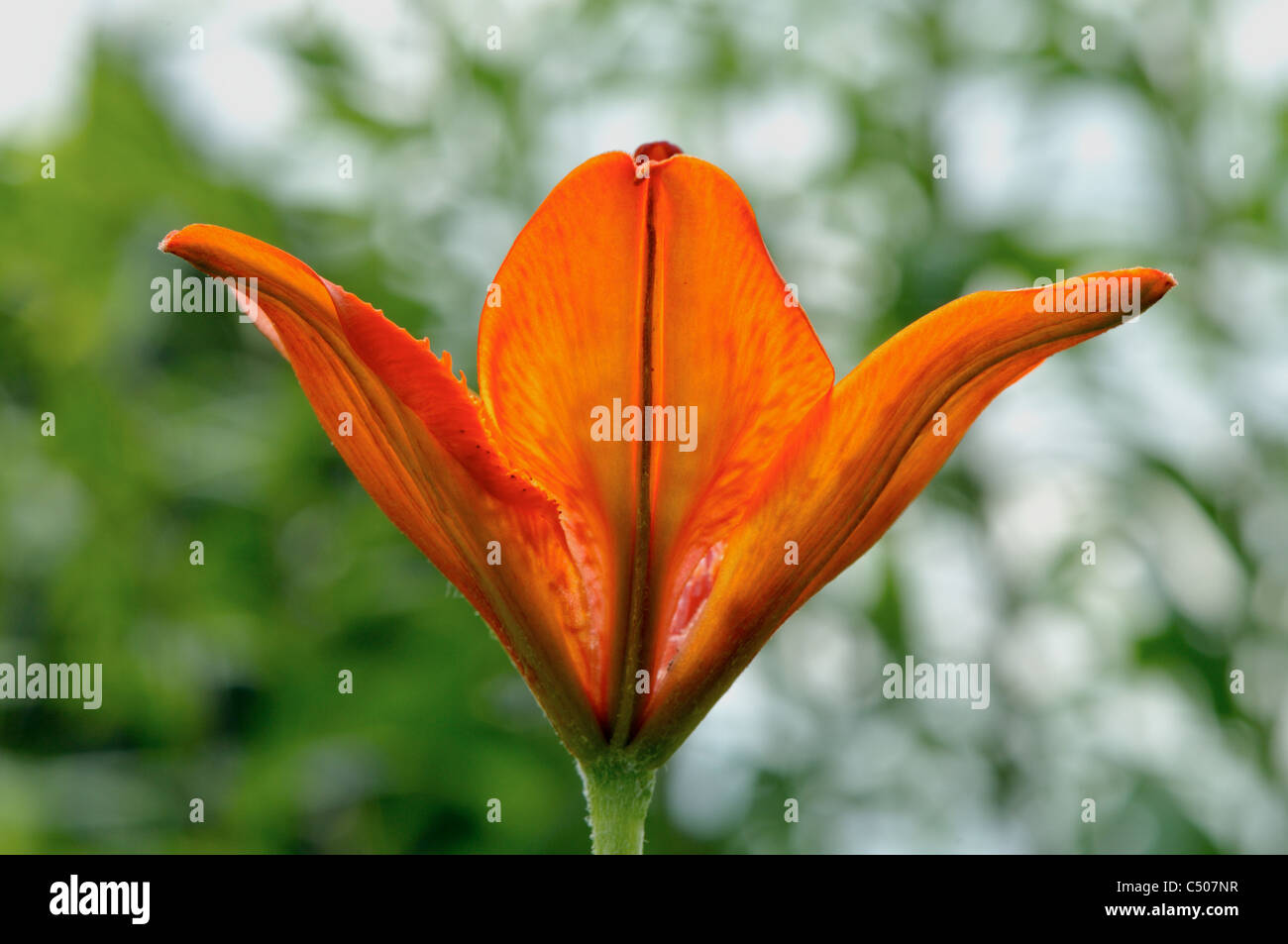 Flower of red lily with a soft background. Stock Photo