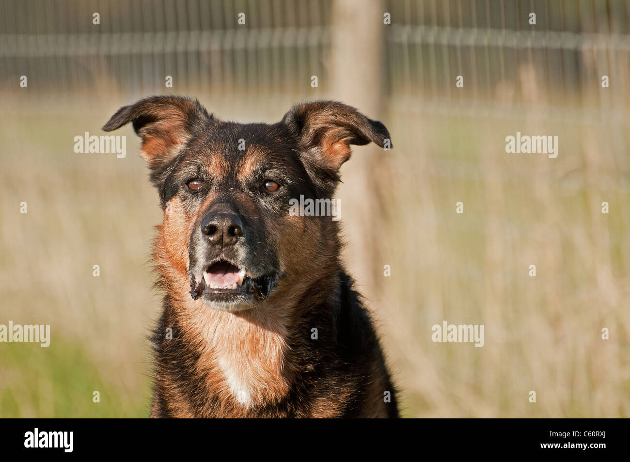 German Shepherd cross portrait Stock Photo