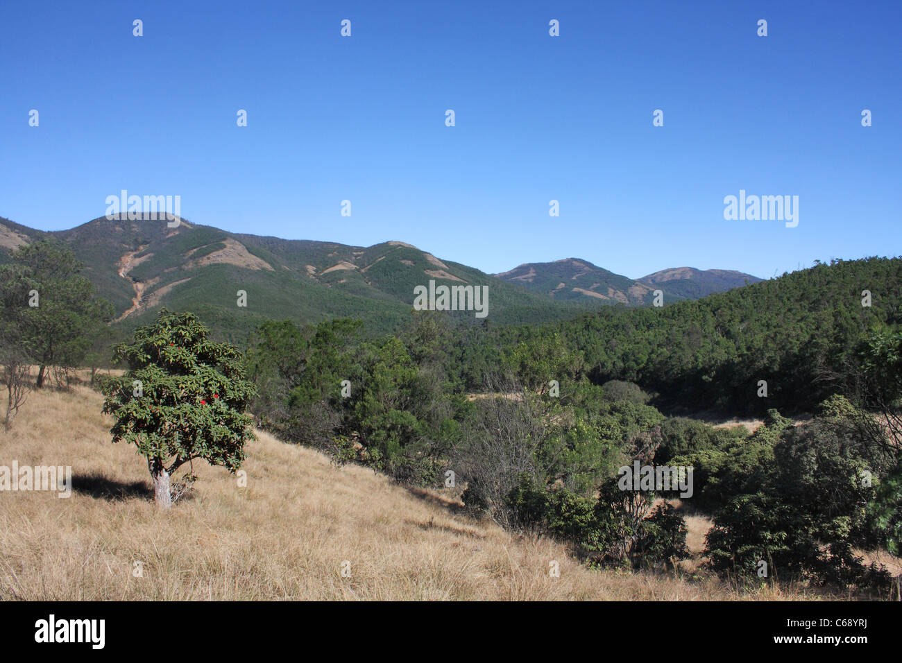 Landscape of Western Ghats Mukurthi National Park, Tamil Nadu Stock Photo