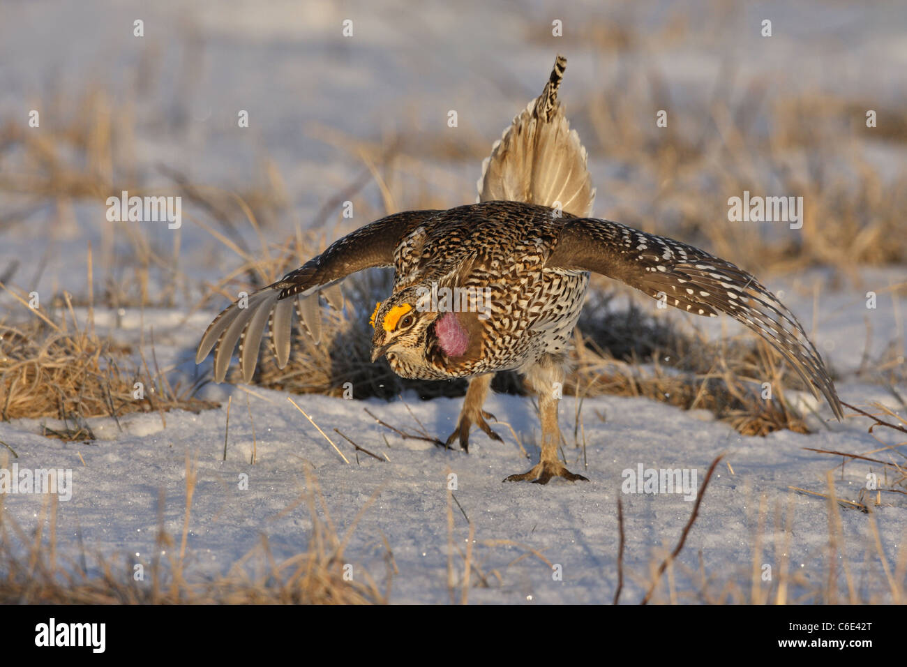 Sharp-tailed Grouse displaying on a lek Stock Photo