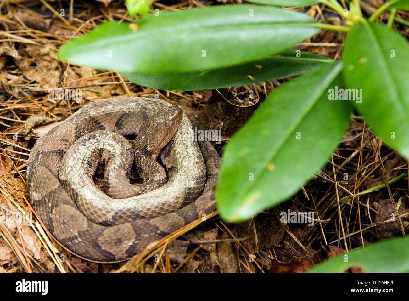 Copperhead Snake - Brevard, North Carolina, USA Stock Photo