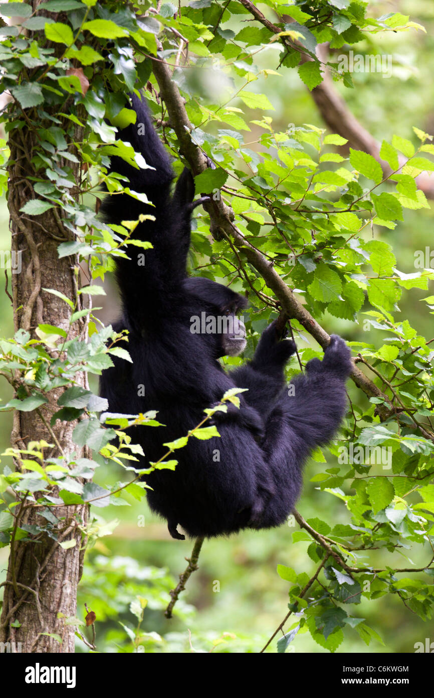 Gibbons carrying young baby swinging in tree branch in forest Stock Photo