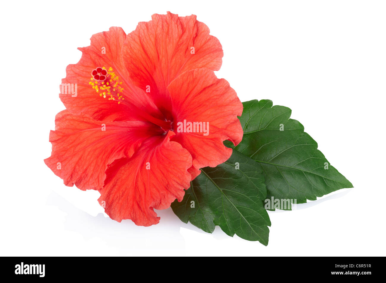 Red hibiscus flower Stock Photo