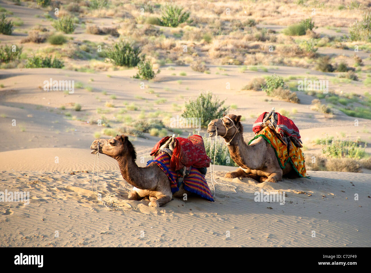 Two camels resting Sam Dunes Desert National Park Western Rajasthan India Stock Photo