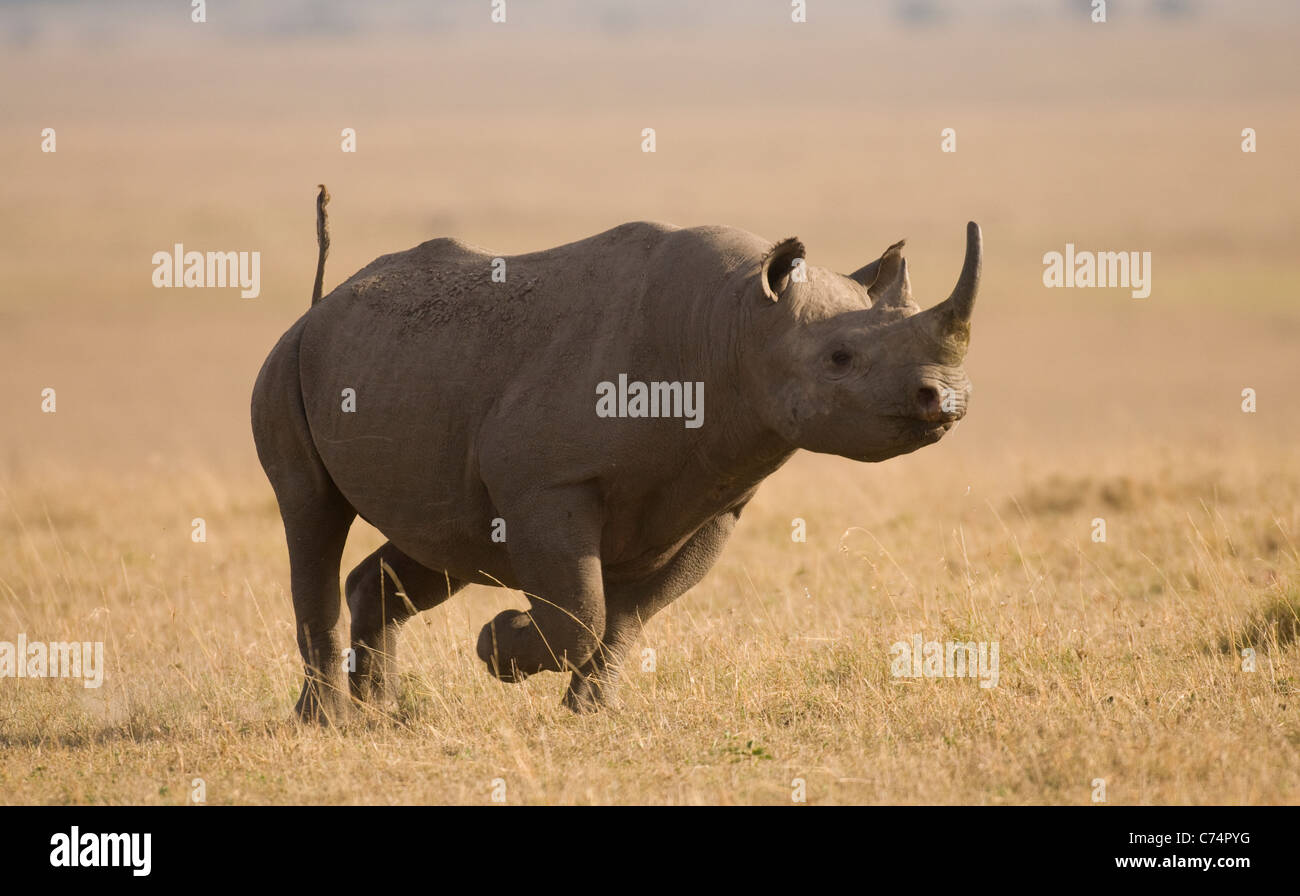 Kenya, Masai Mara-Black Rhino running Stock Photo