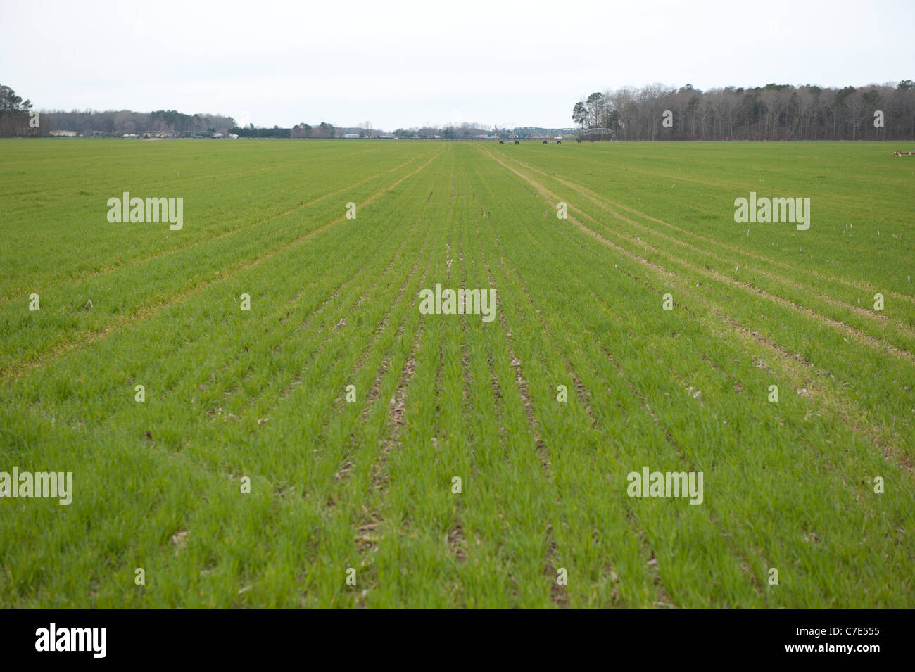 Rows of crops in field Stock Photo