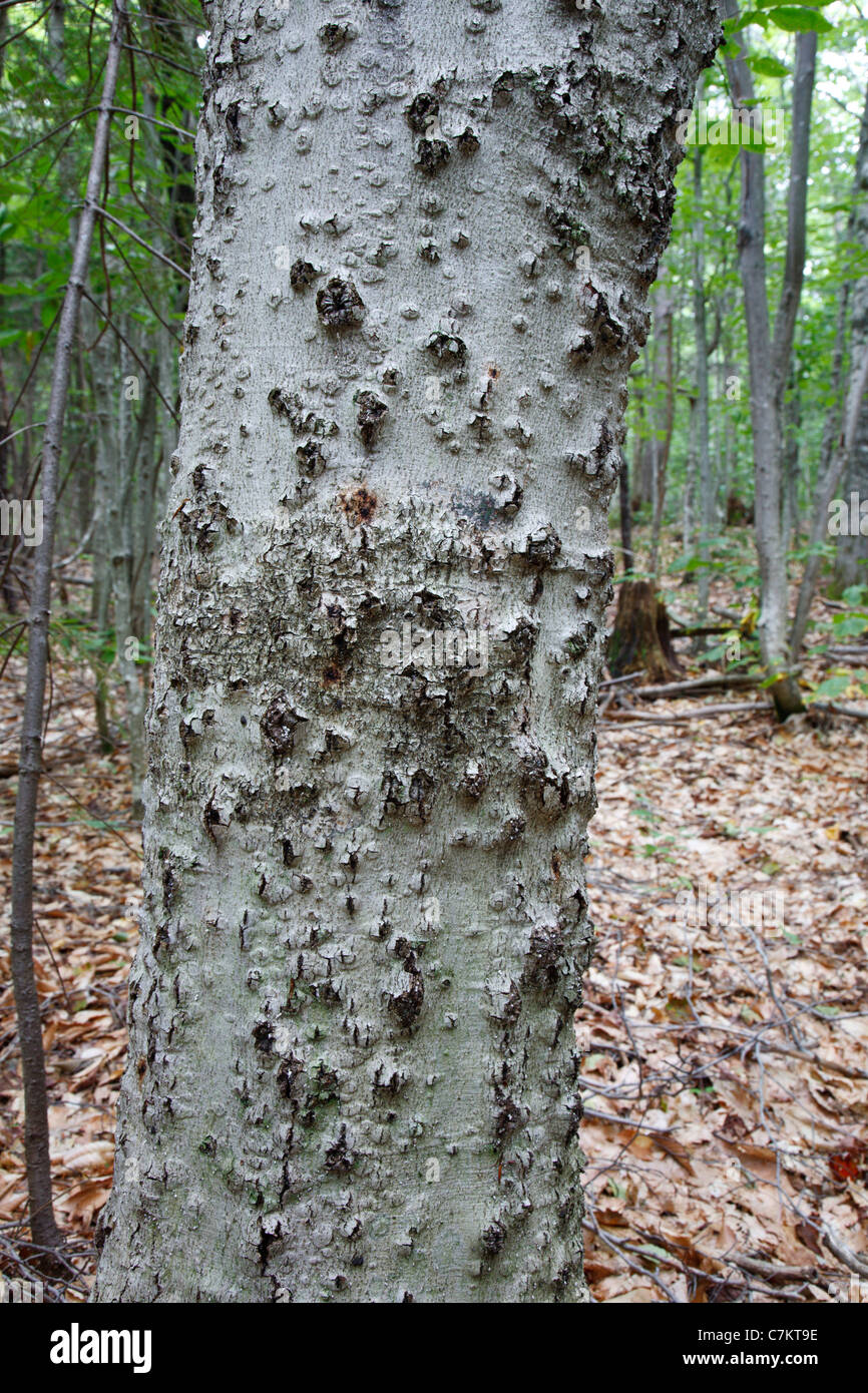 Beech bark disease on American beech tree (fagus grandifolia) in the area of Potash Mountain in the White Mountains, NH USA Stock Photo