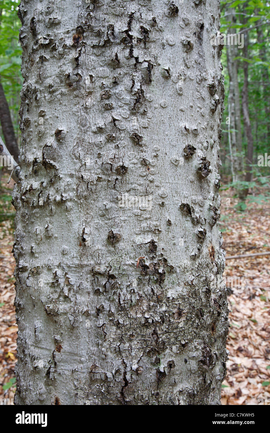 Beech bark disease on American beech tree (fagus grandifolia) in the area of Potash Mountain in the White Mountains, NH USA Stock Photo