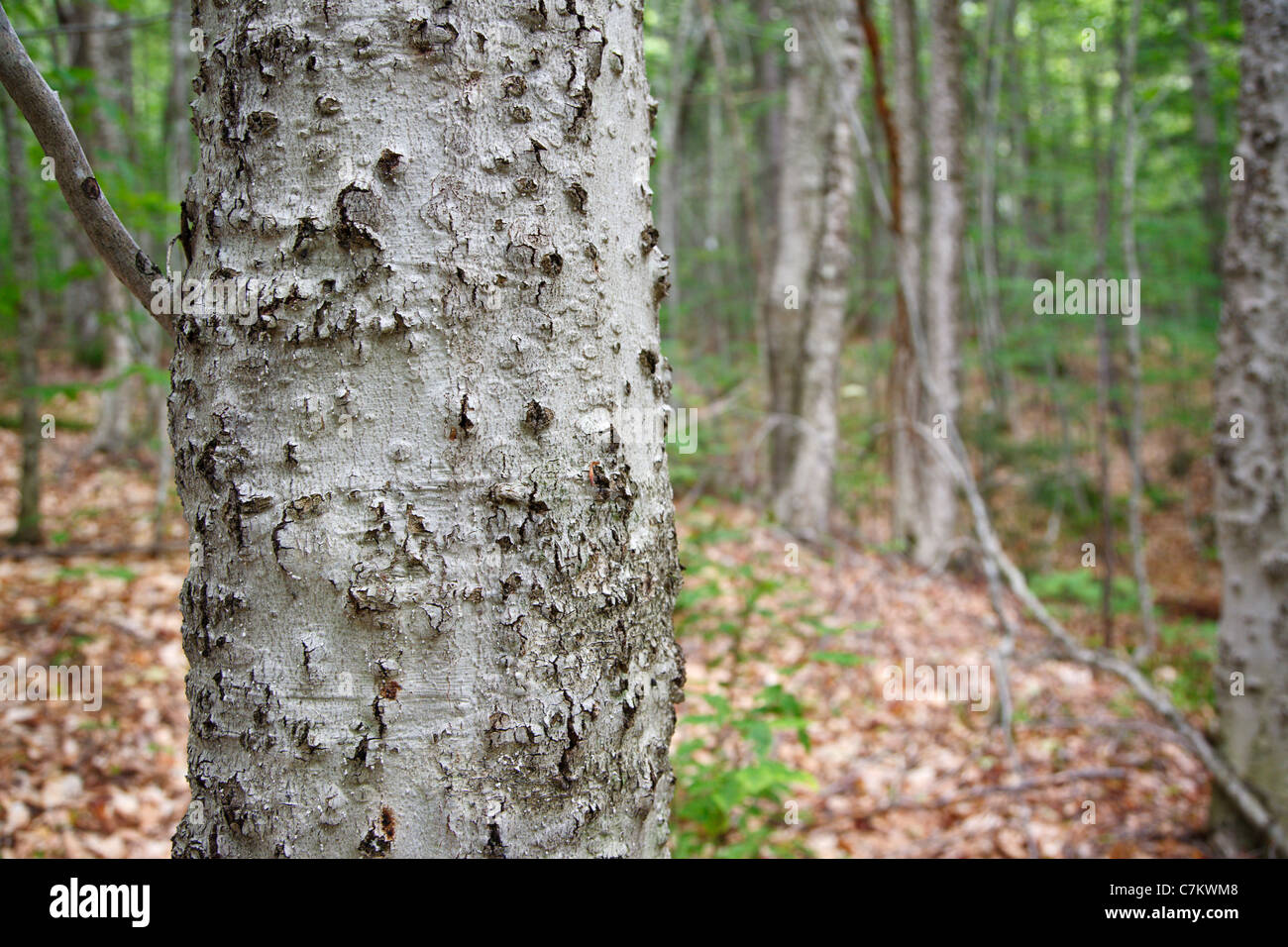 Beech bark disease on American beech tree (fagus grandifolia) in the area of Potash Mountain in the White Mountains, NH USA Stock Photo