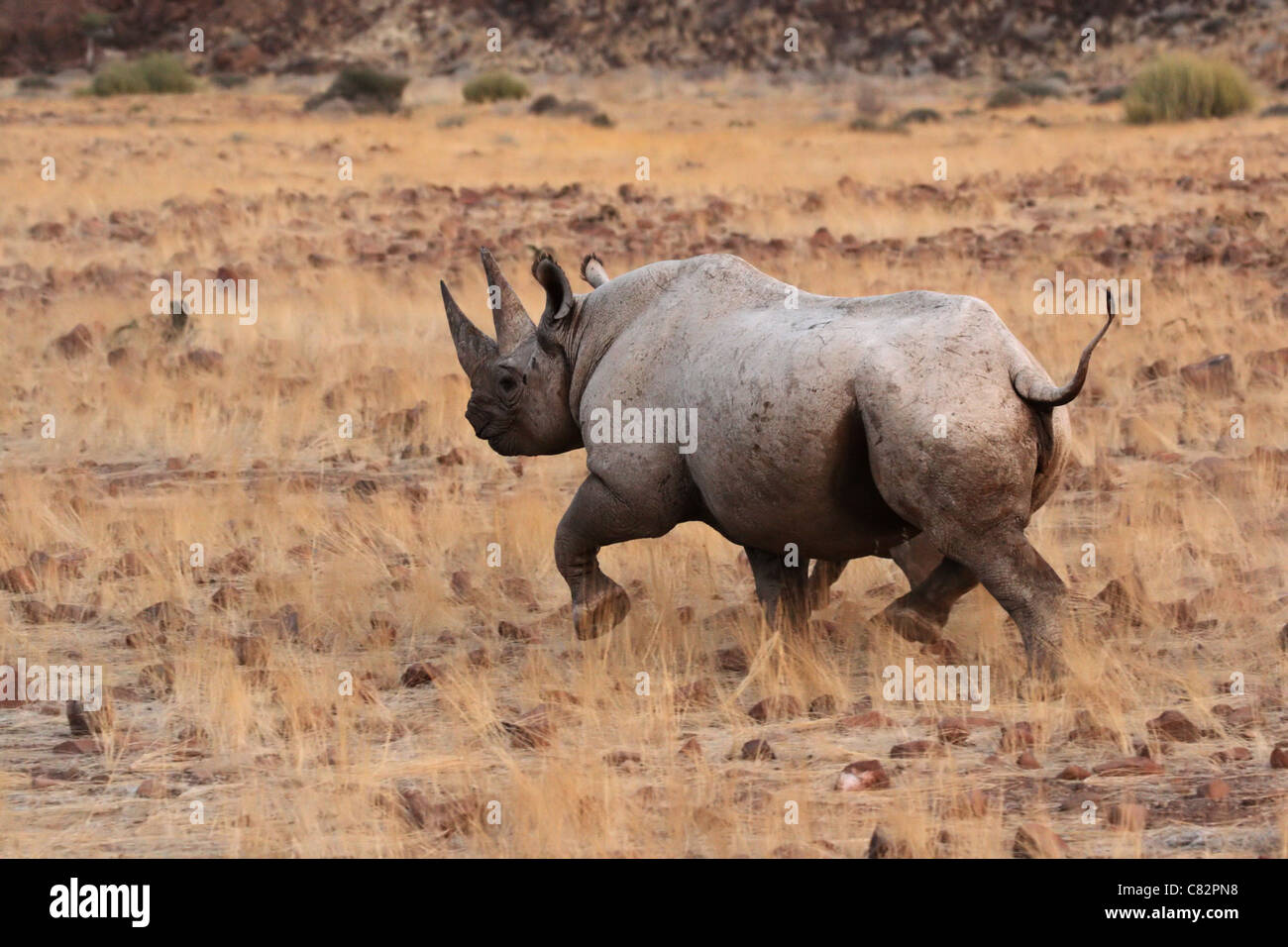 A Hook-lipped Rhinoceros (Diceros bicornis), aka Black Rhino, in northern Namibia. Stock Photo