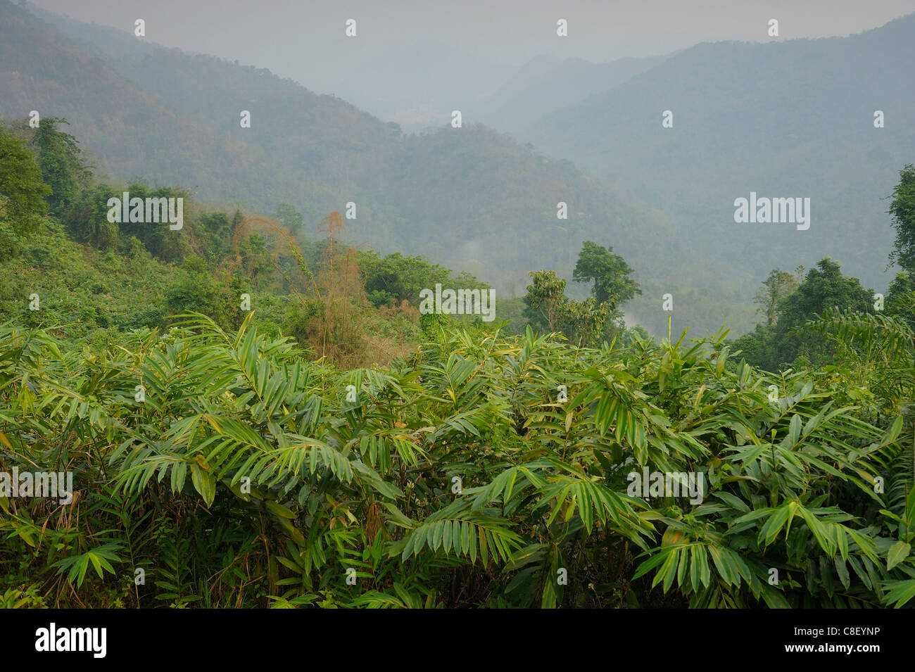 Forest, Khao Yai, National Park, World Heritage, Site, Thailand, Asia, jungle, wood, trees Stock Photo