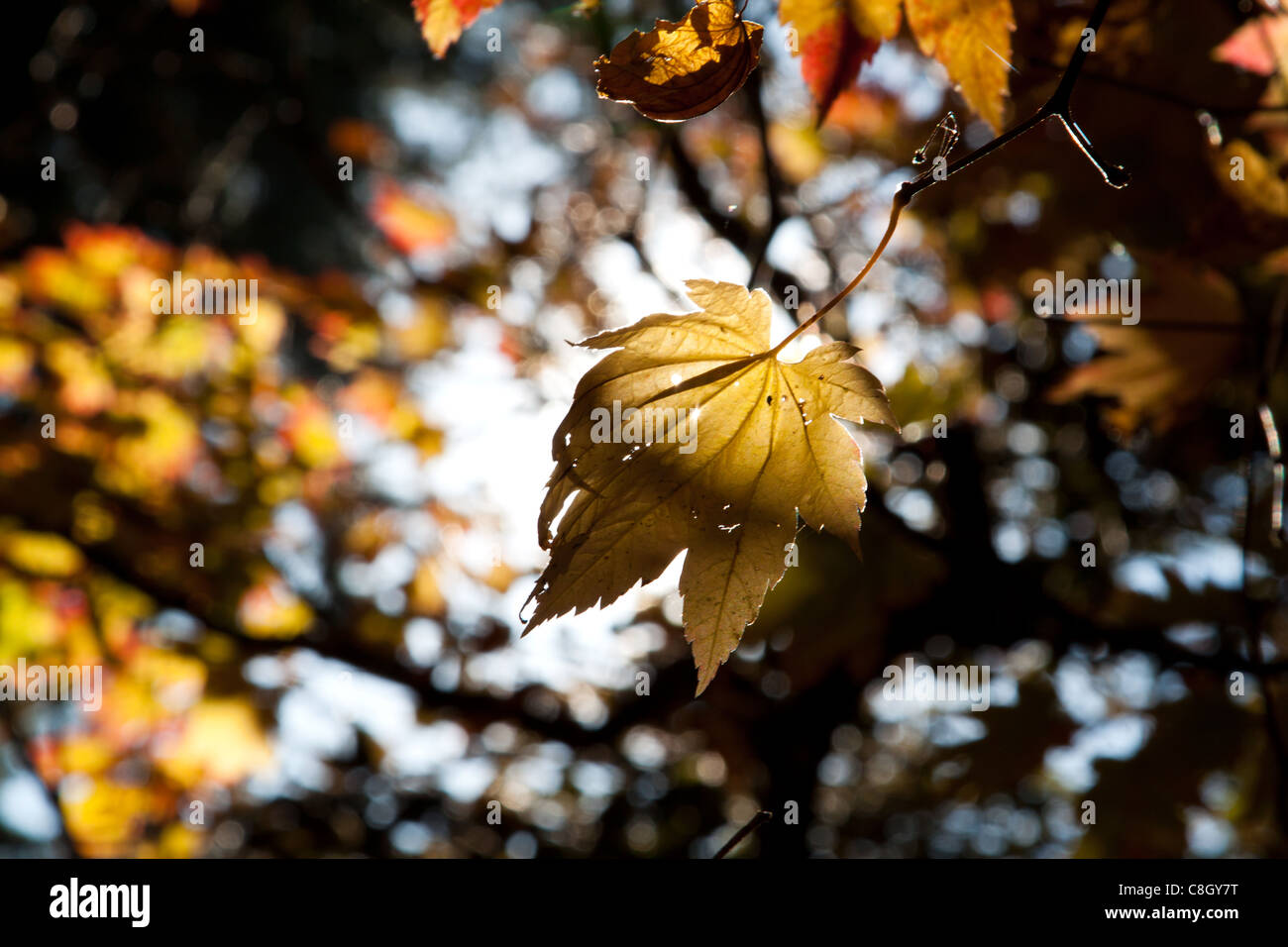 Bright Autumn Leaves Stock Photo