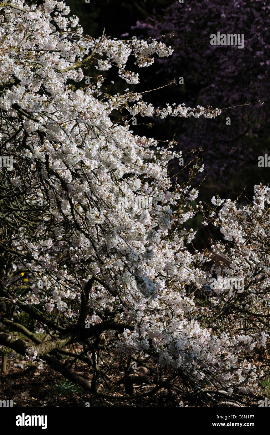 prunus yedoensis Yoshino Cherry Somei-yoshino hybrid cherry white bloom blossom early spring Stock Photo