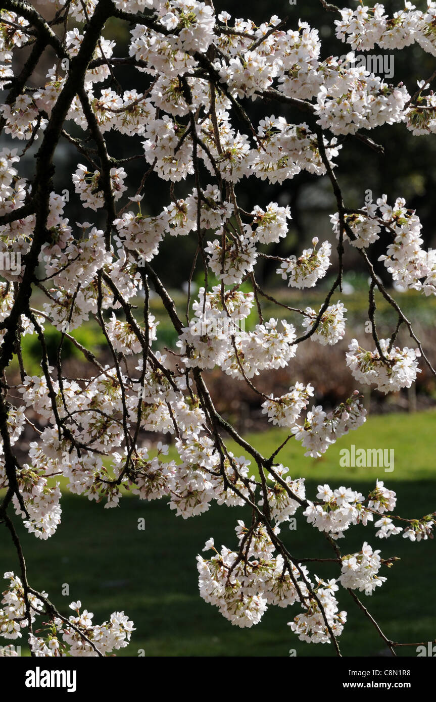 prunus yedoensis Yoshino Cherry Somei-yoshino hybrid cherry white bloom blossom early spring Stock Photo