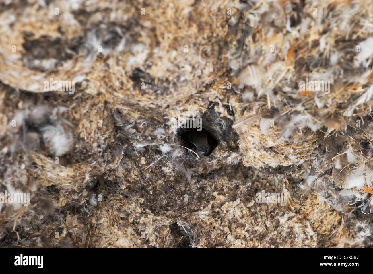 Little Swift Apus affinis nests under building arch Masai Mara Kenya Stock Photo