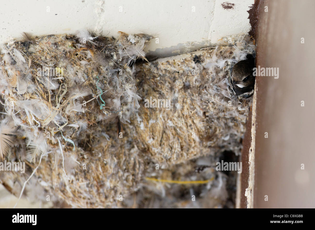 Little Swift Apus affinis nests under building arch Masai Mara Kenya Stock Photo