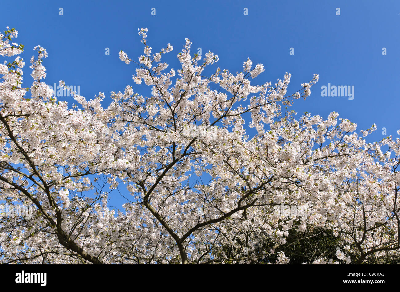 Tokyo cherry (Prunus x yedoensis) Stock Photo