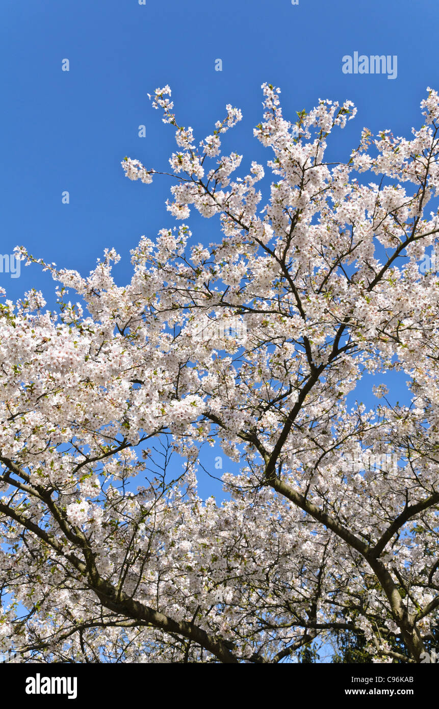 Tokyo cherry (Prunus x yedoensis) Stock Photo