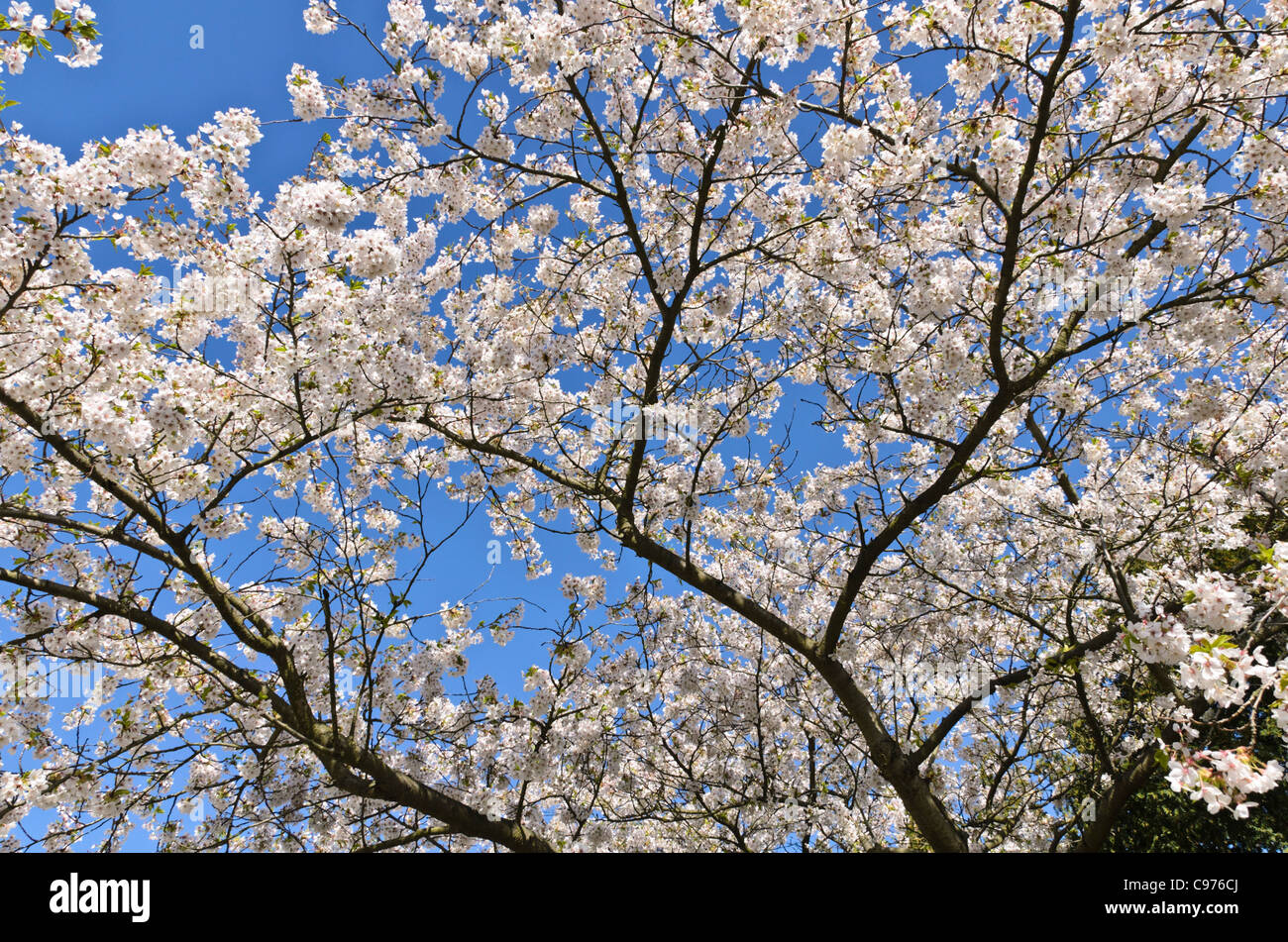 Tokyo cherry (Prunus x yedoensis) Stock Photo