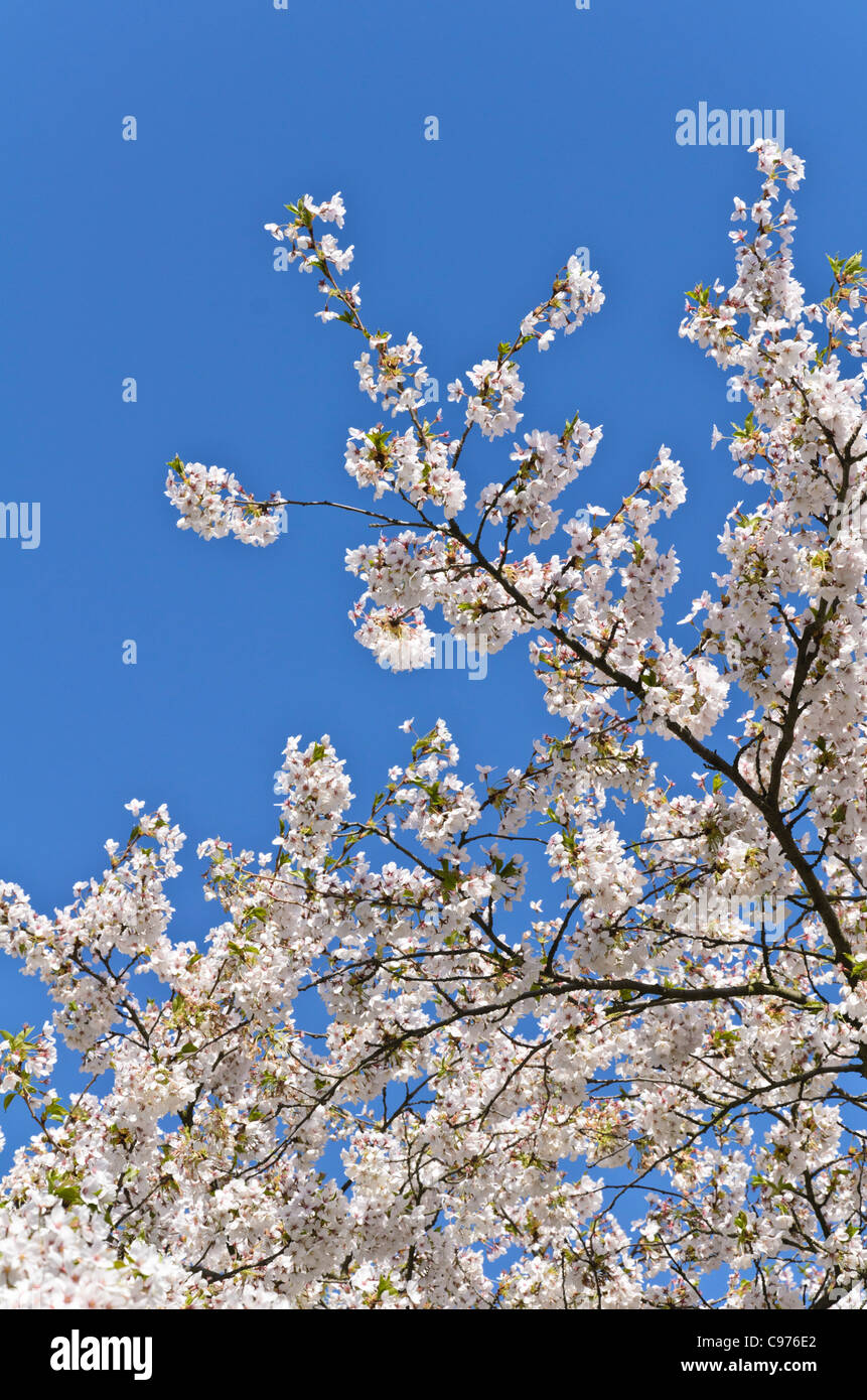 Tokyo cherry (Prunus x yedoensis) Stock Photo