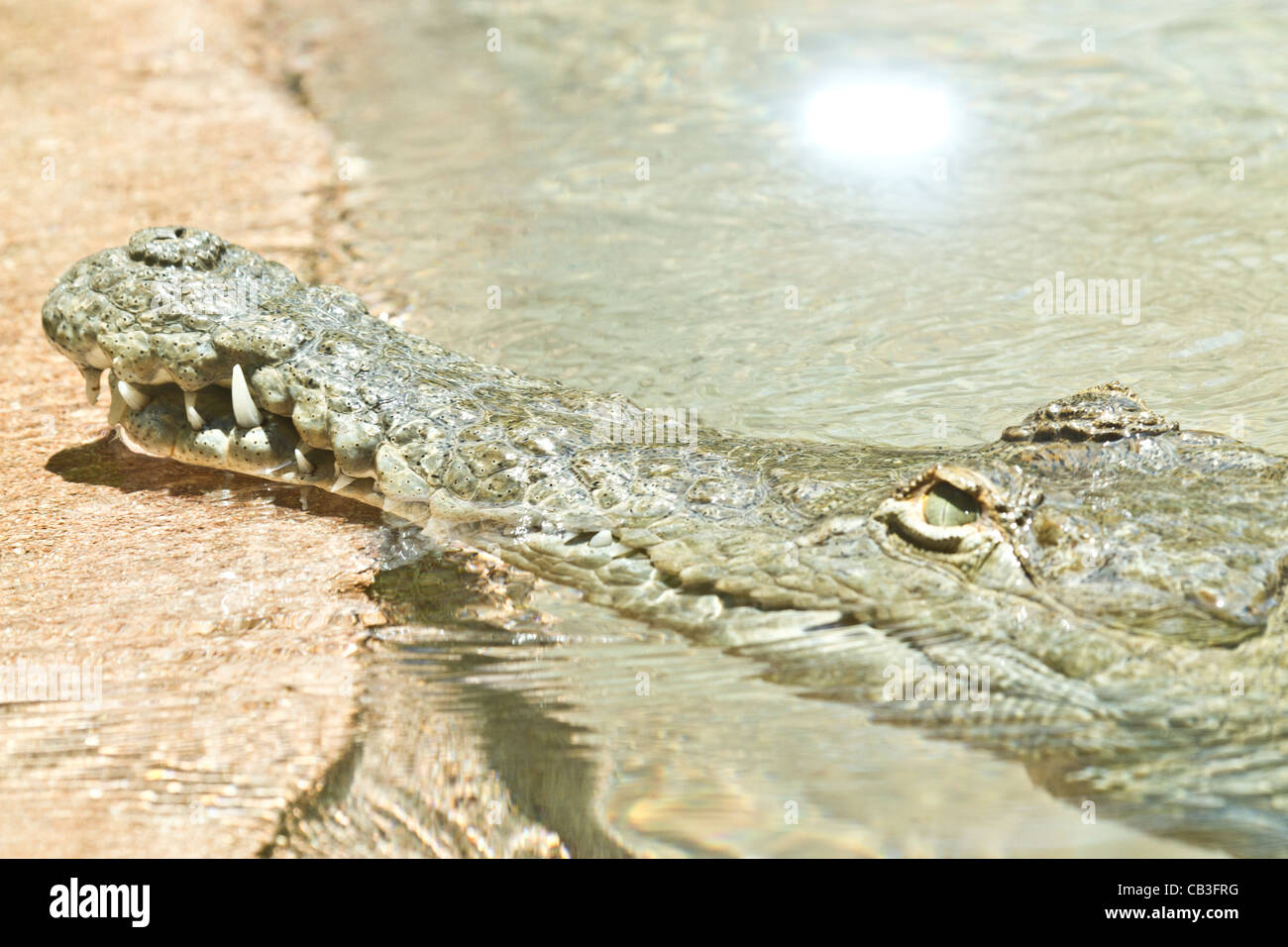 Indian Gharial Stock Photo