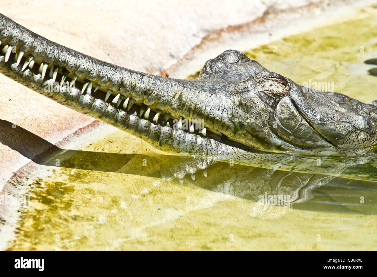 Indian Gharial Stock Photo