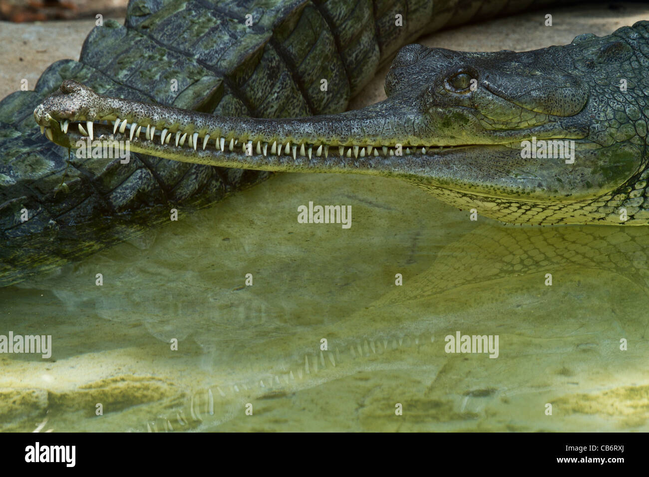 Indian Gharial Stock Photo