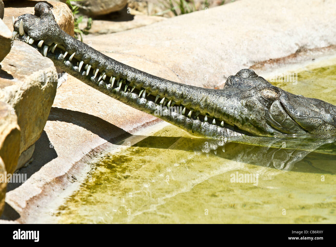 Indian Gharial Stock Photo