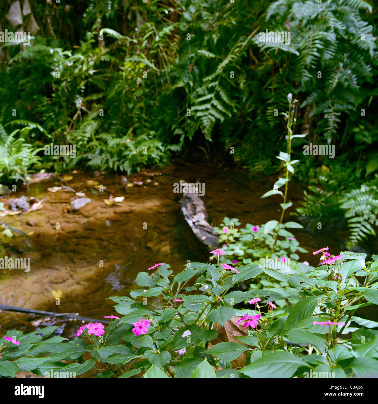 Pink Impatiens walleriana growing wild beside a stream Big Island Hawaii Stock Photo