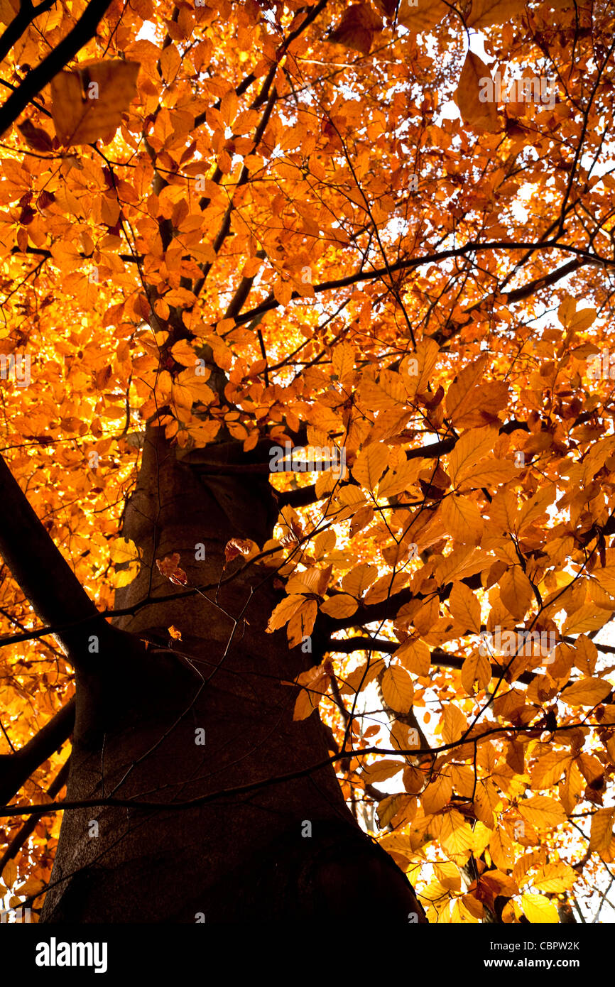 yellow autumn leaf on big tree beech Stock Photo