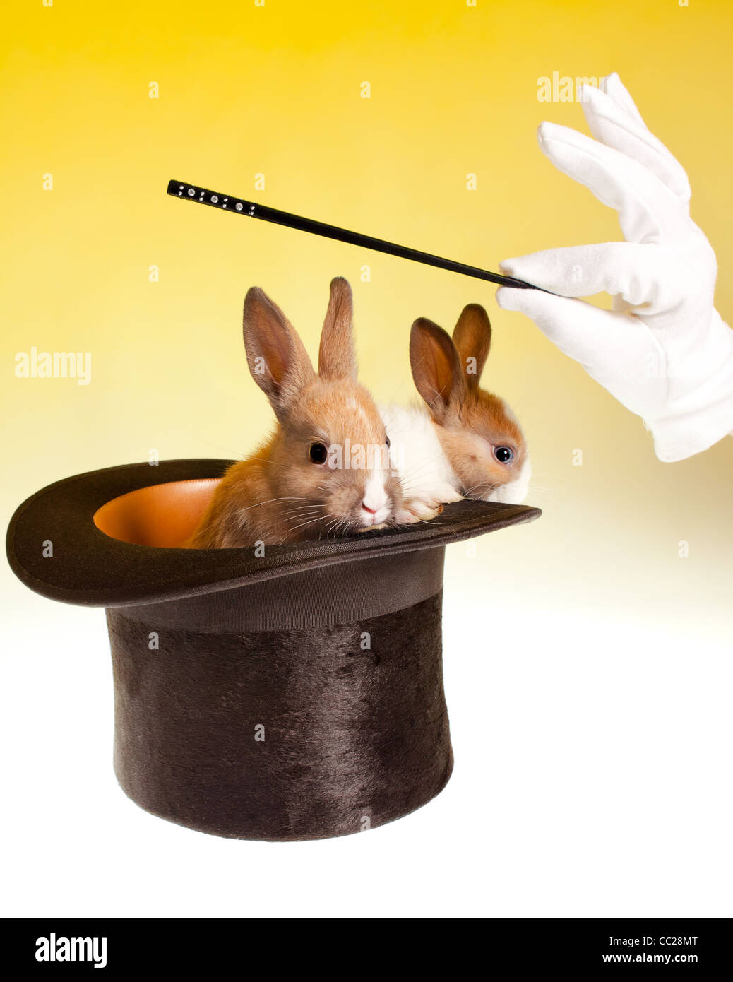 Magic wand and magician's hand with two rabbits coming out of a black top hat Stock Photo