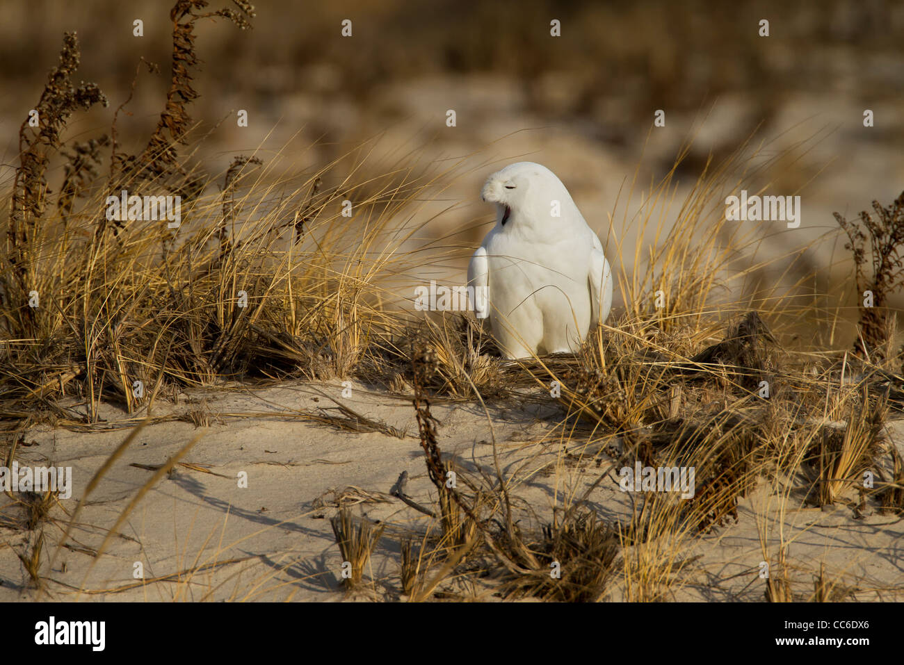 Yawning Snowy Owl - adult male Stock Photo