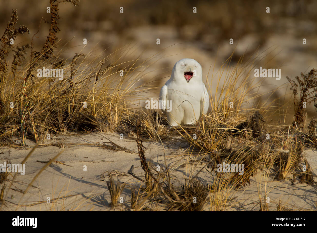 Singing Snowy Owl - adult male Stock Photo