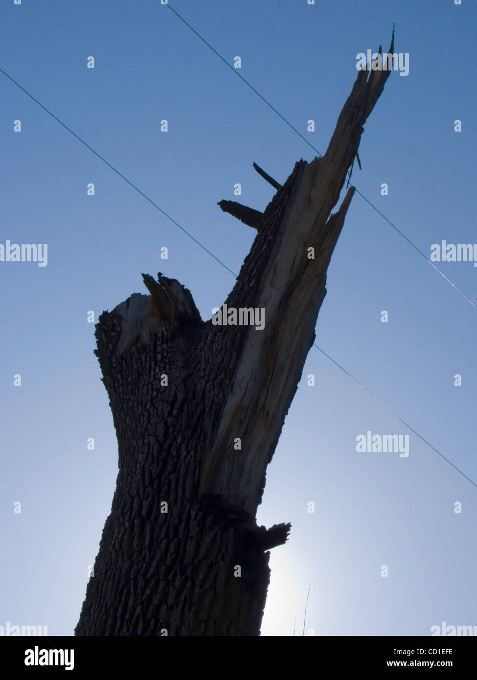 Barren tree branches in early spring in Atascadero, California Stock Photo