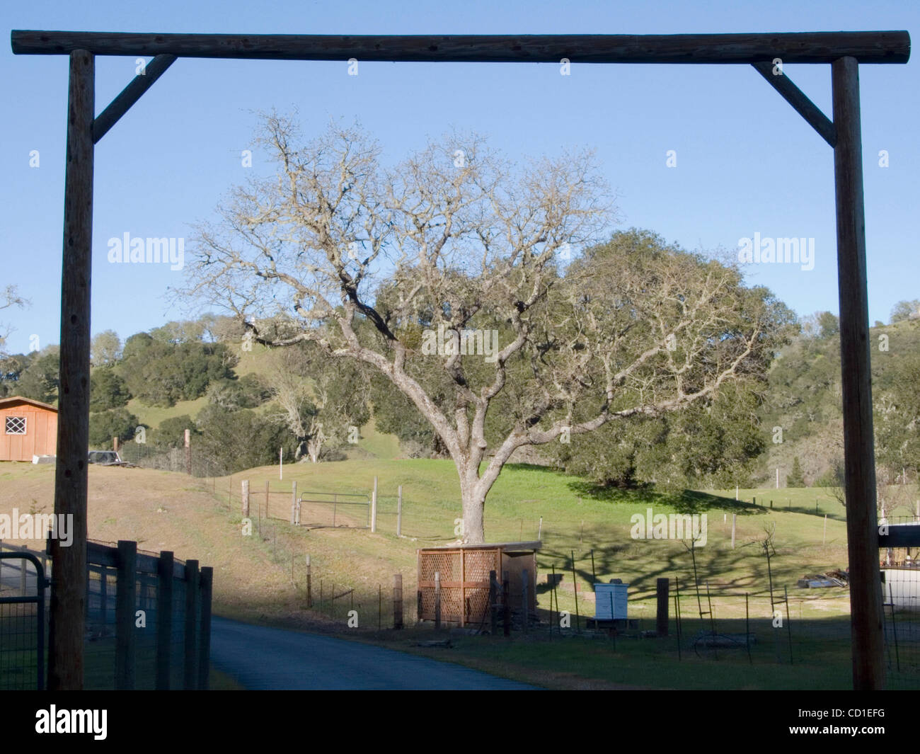 Barren tree branches in early spring in Atascadero, California Stock Photo